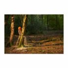 tronconneuse-ryobi-36v-lithiumplus-brushlessbatterie-50ah-1-chargeur-ry36csx35a-150 (1)